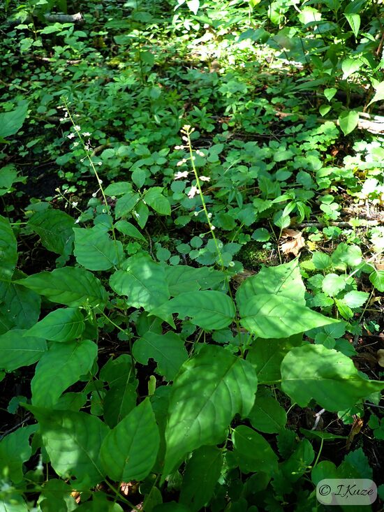 Circaea lutetiana